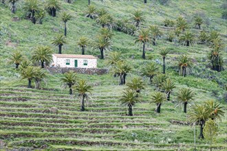 Finca and palm trees