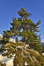 Stone pine (Pinus cembra)