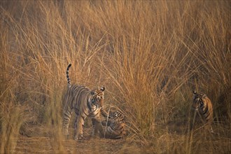 Wild Bengal Tigers (Panthera tigris tigris) mother playing with her cubs