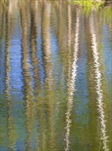 Trees reflected in water