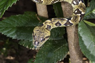 Madagascar Tree Boa (Sanzinia madagascariensis)