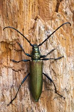 Musk Beetle (Aromia moschata)