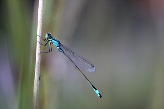 Blue-tailed Damselfly (Ischnura elegans)