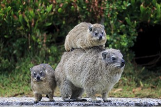 Rock Hyrax (Procavia capensis) adult female with two young