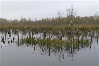 Wetland rehydration with dead Birch trees (Betula pubescens)