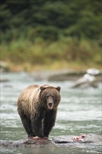 Brown Bear (Ursus arctos)