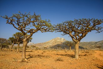 Frankincense trees (Boswellia elongata)