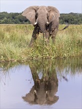 African Bush Elephant (Loxodonta africana)