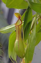 Winged Pitcher Plant (Nepenthes alata)