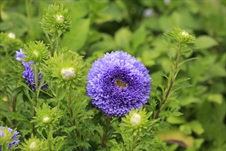 Chinese Aster (Callistephus chinensis)