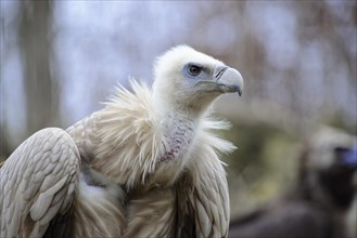 Griffon Vulture (Gyps fulvus)