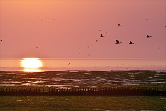 Dry fallen Wadden Sea at sunrise