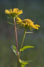 British Yellowhead or Meadow Fleabane (Inula britannica)