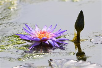 Blue Star Water Lily (Nymphaea stellata)