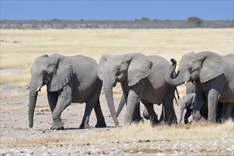 Herd of African Elephants (Loxodonta africana)