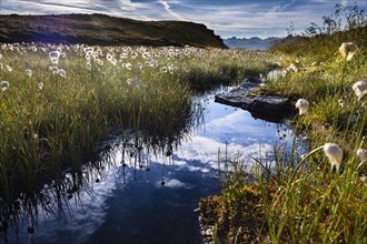 Cotton Grass (Eriophorum) with stream and mountains