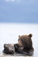 Brown bear (Ursus arctos)