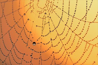 Spider web with dew at sunrise