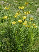 Endemic Pyrenean Lilies (Lilium pyrenaicum)