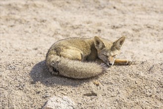 Andean Fox or Culpeo (Lycalopex culpaeus)
