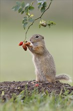 European ground squirrel (Spermophilus citellus) upright