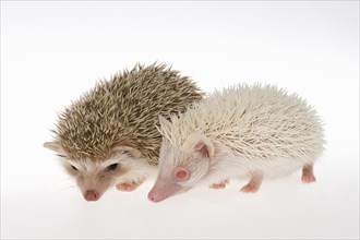 Two Four-toed Hedgehogs or African Pygmy Hedgehogs (Atelerix albiventris)