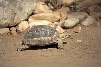South African Bowsprit Tortoise or Angulate Tortoise (Chersina angulata)