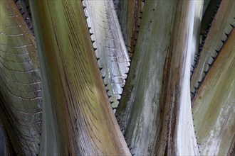 Detail of a palm tree