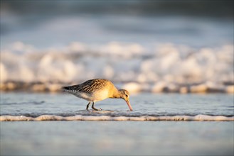 Bar-tailed Godwit (Limosa lapponica) foraging along the shoreline