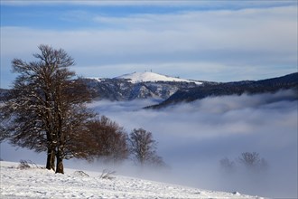 Winter landscape on the Feldberg mountain