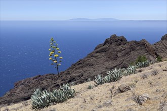Agaves (Agave) growing on a hillside