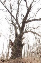 Old English oak (Quercus robur)