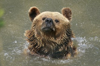 Brown bear (Ursus arctos) bathes in pond