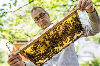 Beekeeper examines a honeycomb with honey bees (Apis) at his stock