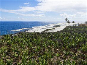 Banana plantation with sunscreens in Puerto Naos