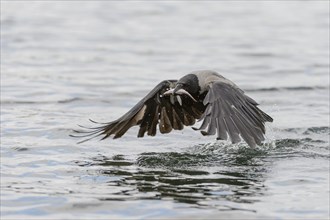 Hooded Crow (Corvus corone cornix) captures a fish from a lake