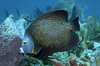 Two French Angelfishes (Pomacanthus paru) above coral reef