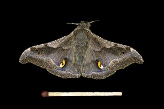 Ludia moth species (Ludia delegorguei)