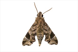 Moth species (Temnora plagiata)