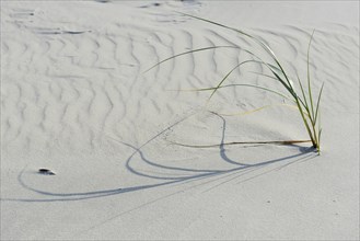 Dune with beach grass (Ammophila arenaria)