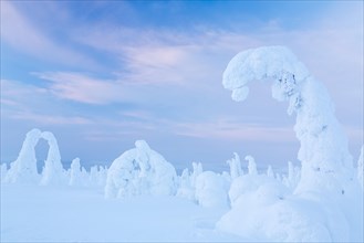 Snow-covered spruce trees