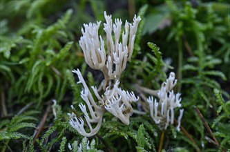 White Coral Fungus or Crested Coral Fungus (Clavulina coralloides)