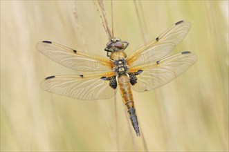 Four-spotted dragonfly (Libellula quadrimaculata)