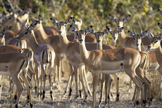 Impalas (Aepyceros melampus) herd
