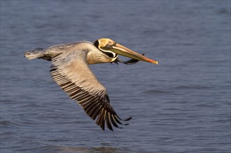 Brown pelican (Pelecanus occidentalis) flying over the ocean in the early morning