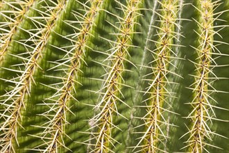 Giant Barrel Cactus (Echinocactus platyacanthus)