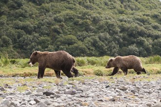 Brown Bear (Ursus arctos)