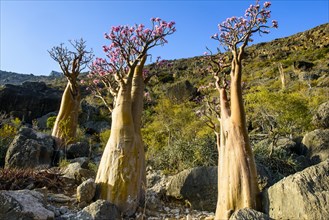 Bottle Trees (Adenium obesum) in bloom