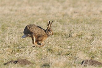 Running hare (Lepus europaeus) in a meadow