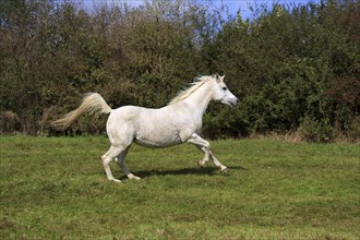 Arab full-blood horse galloping